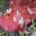 scorpionfish_leaf_ni_h_0003_pal0119.jpg